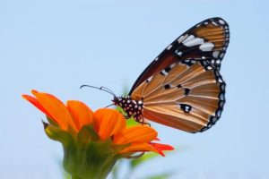 Butterflies at Hume libraries