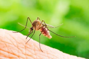 Mosquito warning over Easter break