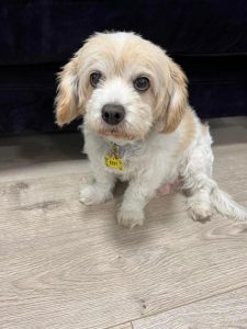 Dog attack in Jacana