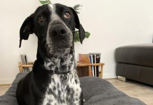 Pet owners advised to surrender safely