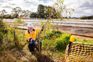 Green shoots take hold on Mickleham Road
