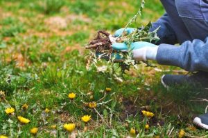 Weeding day at Merri Creek