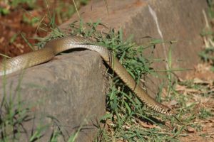 Snake warning for residents