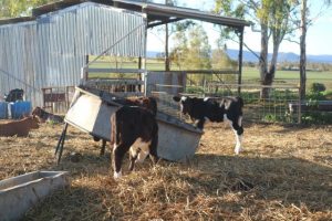 Agricultural show grants now open