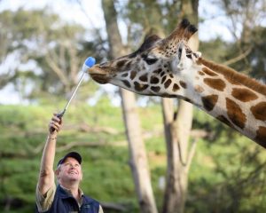 Breakthrough at Werribee Zoo