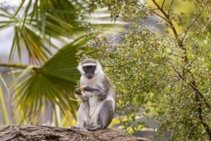 A latte love for wildlife friendly coffee