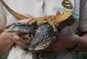 Warning to not ‘ buy in’ to illegal wildlife trade