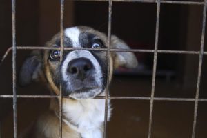 Concerns over Epping animal shelter takeover