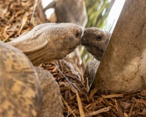 Mirrors reflect wild world at Werribee Open Range Zoo