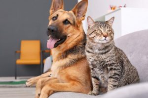 Study into pets and healthy ageing