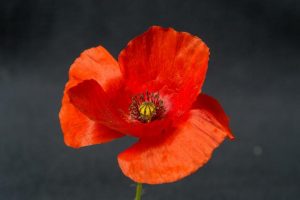 Honouring veterans on Remembrance Day