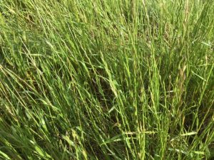 Council ‘disappointed’ by long grass
