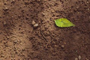 Soil information system launched