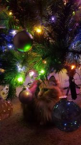 A safe festive feast for pets