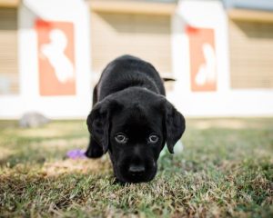 Give a labra-dorable gift to the blind