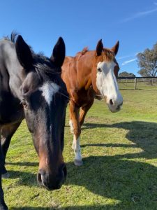 Greenvale attraction takes home bronze at Victorian Tourism Awards