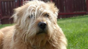 The Epping Animal Facility changes its name