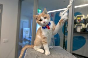 Discounted desexing for cats this year