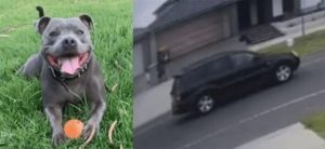 Dog stolen from Mickleham