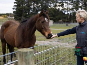 RSPCA launches new course for horse owners