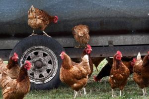 Government squarks bird-flu warning