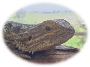 Tributes flow for beloved school lizard