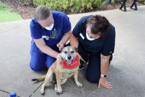 Therapy dogs visit Northern Health