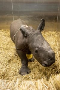 Zoo welcomes rhino calf