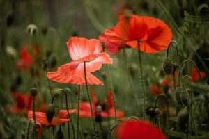 Anzac Day services in Hume