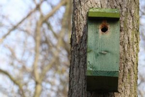 Helmeted honeyeaters take flight
