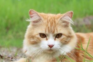 Whittlesea residents urged to confine cats