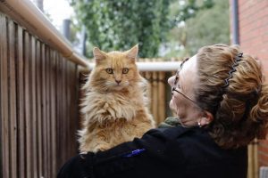 Whittlesea to host cat confinement Q&A sessions