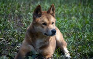 New DNA testing technology shows majority of wild dingoes are pure, not hybrids