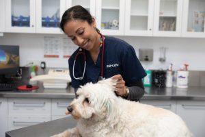 Low-cost animal vaccinations