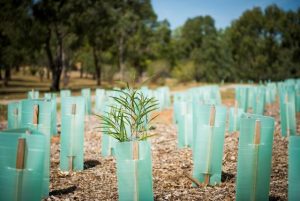 Tens of thousands of Australians to get there hands dirty for National Tree Day