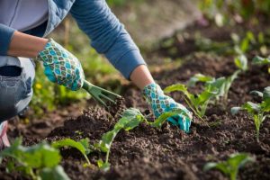 Lalor North primary to build kitchen garden