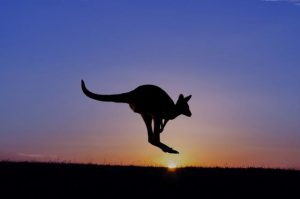 Mob of kangaroos killed in ‘deliberate’ hit and run