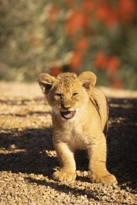 Lion cubs play peek-a-boo at the zoo