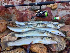 Yarrambat Lake gets topped with trout