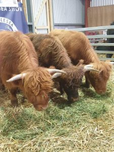 A great weekend of fun, food and excitement