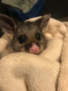 Wildlife Vic faces Spring Surge