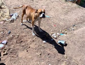 Hume an animal cruelty hot spot