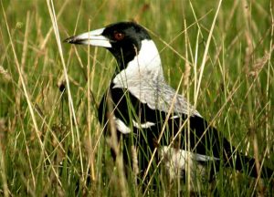 Beware of swooping season