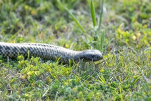 Summer Snake warning