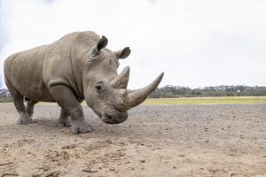 Clever rhino opens wide for dental check