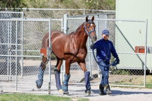 No horsing around in quarantine