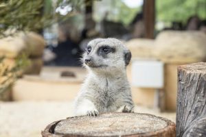 Meerkats enjoy new digs