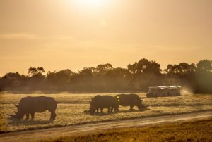 Summer nights at Werribee zoo