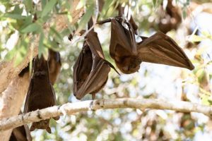 Fruit netting causes harm