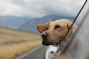 Top tips for holidaying with your pet